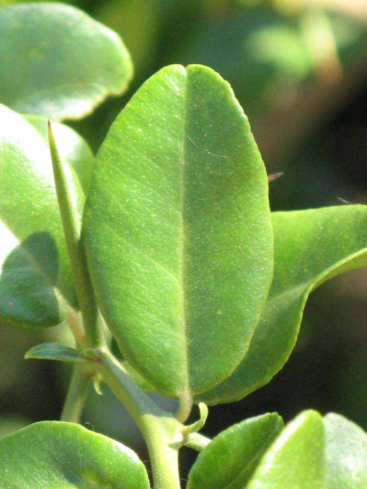            Unifoliolate leaf (Riverside, CA)   